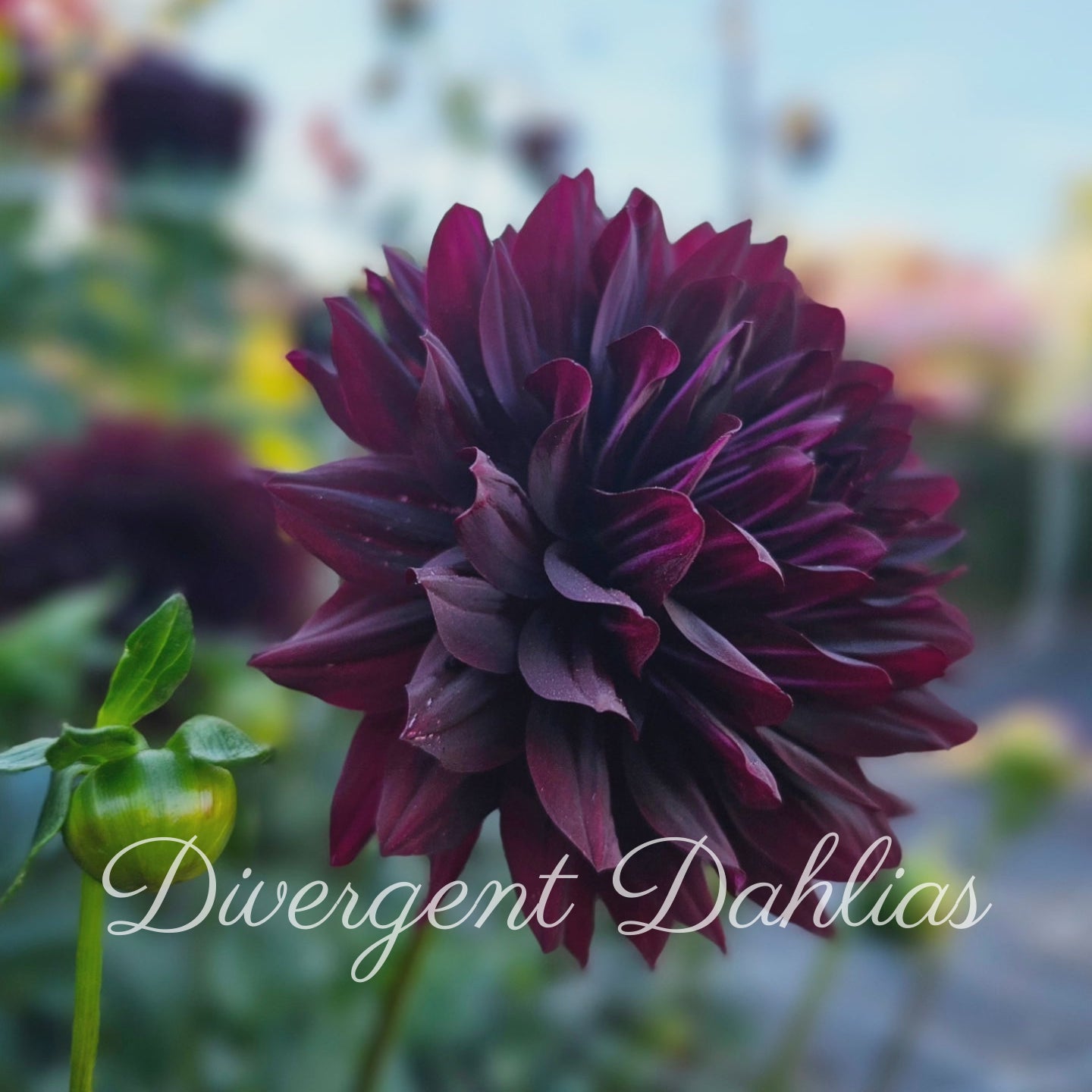 Hollyhill Black Beauty