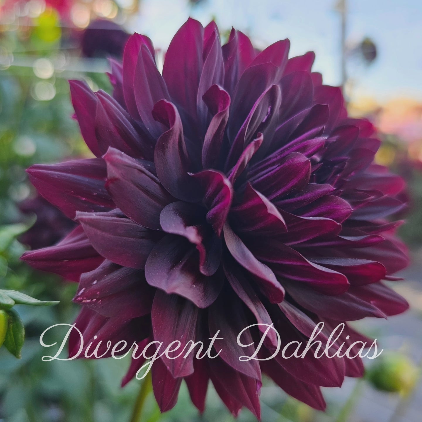 Hollyhill Black Beauty