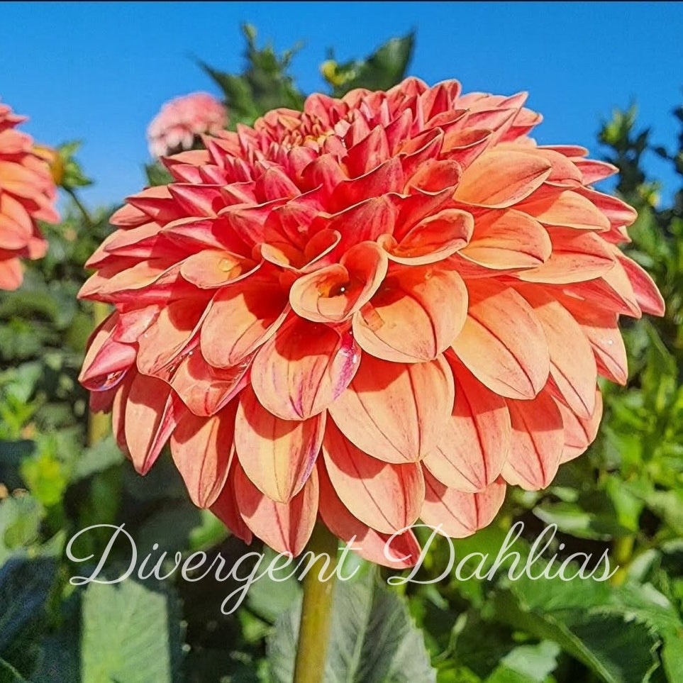 Rose Toscano Clump