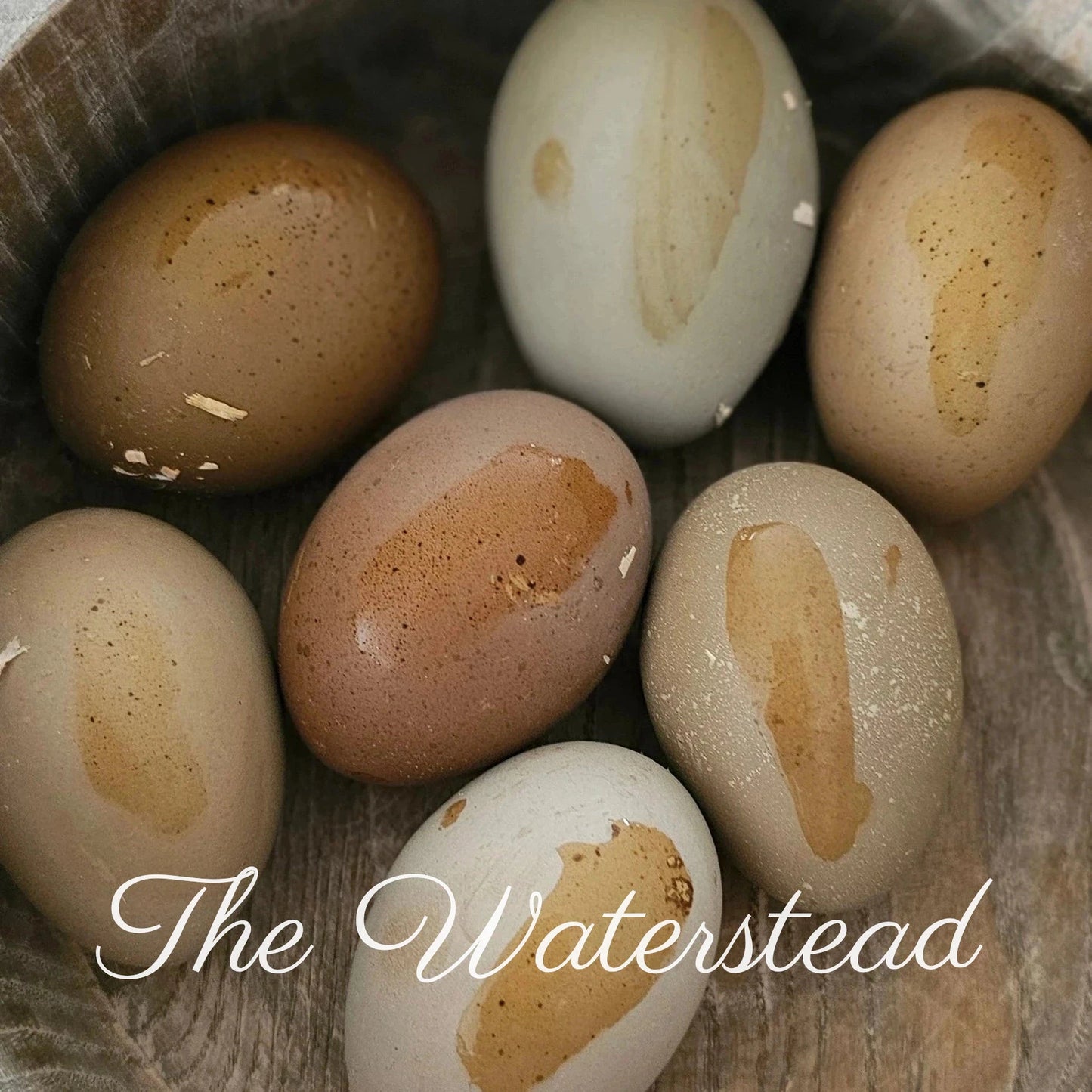 Olive Egger Hatching Eggs - 1 Dozen