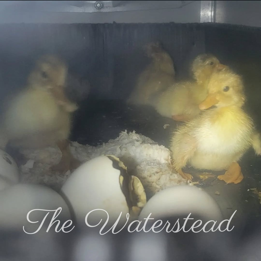 Saxony Duck Hatching Eggs - 1 Dozen