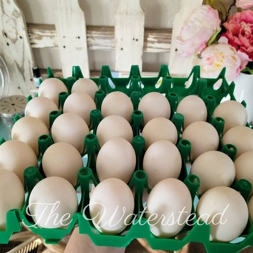 Saxony Duck Hatching Eggs - 1 Dozen