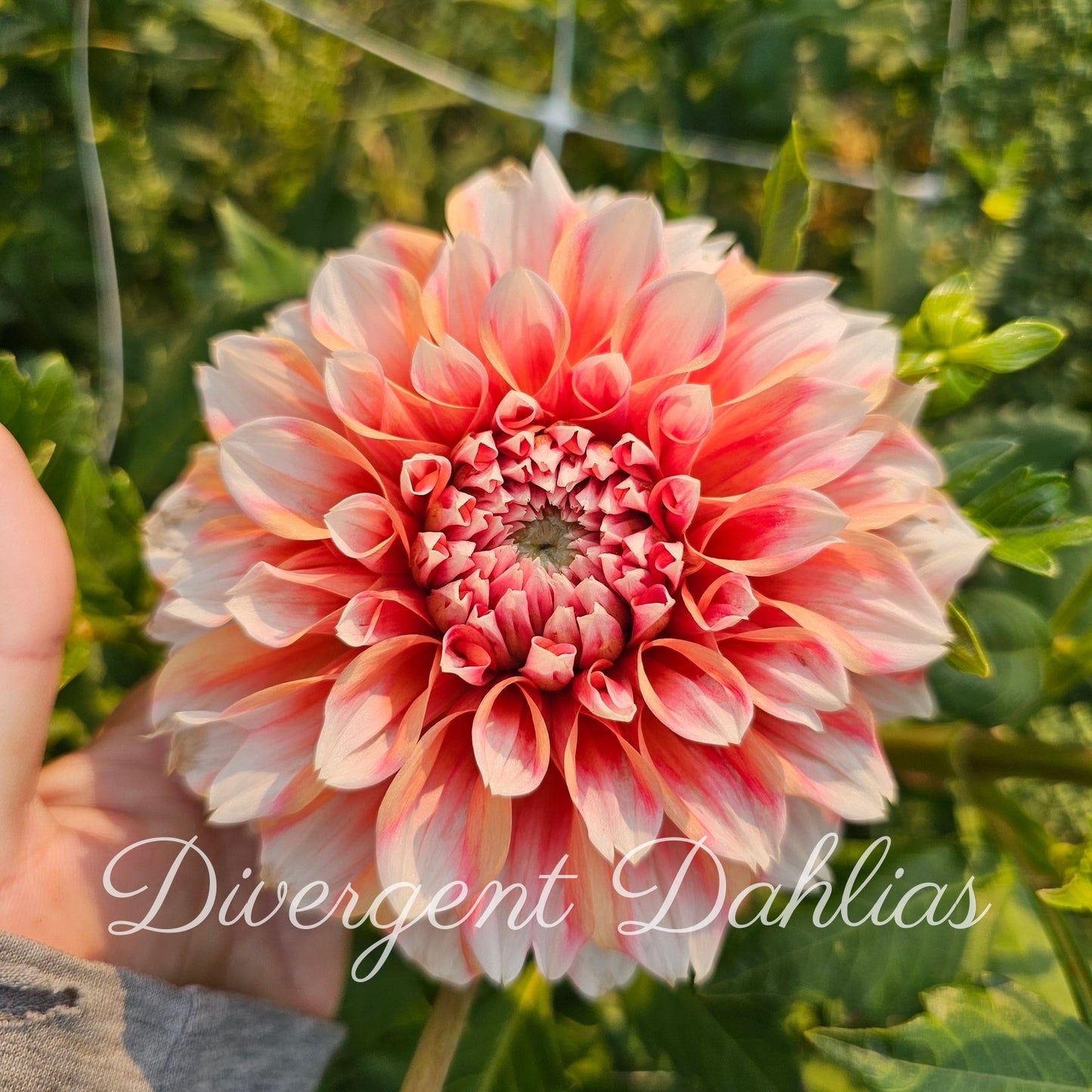 Hollyhill Orange Ice