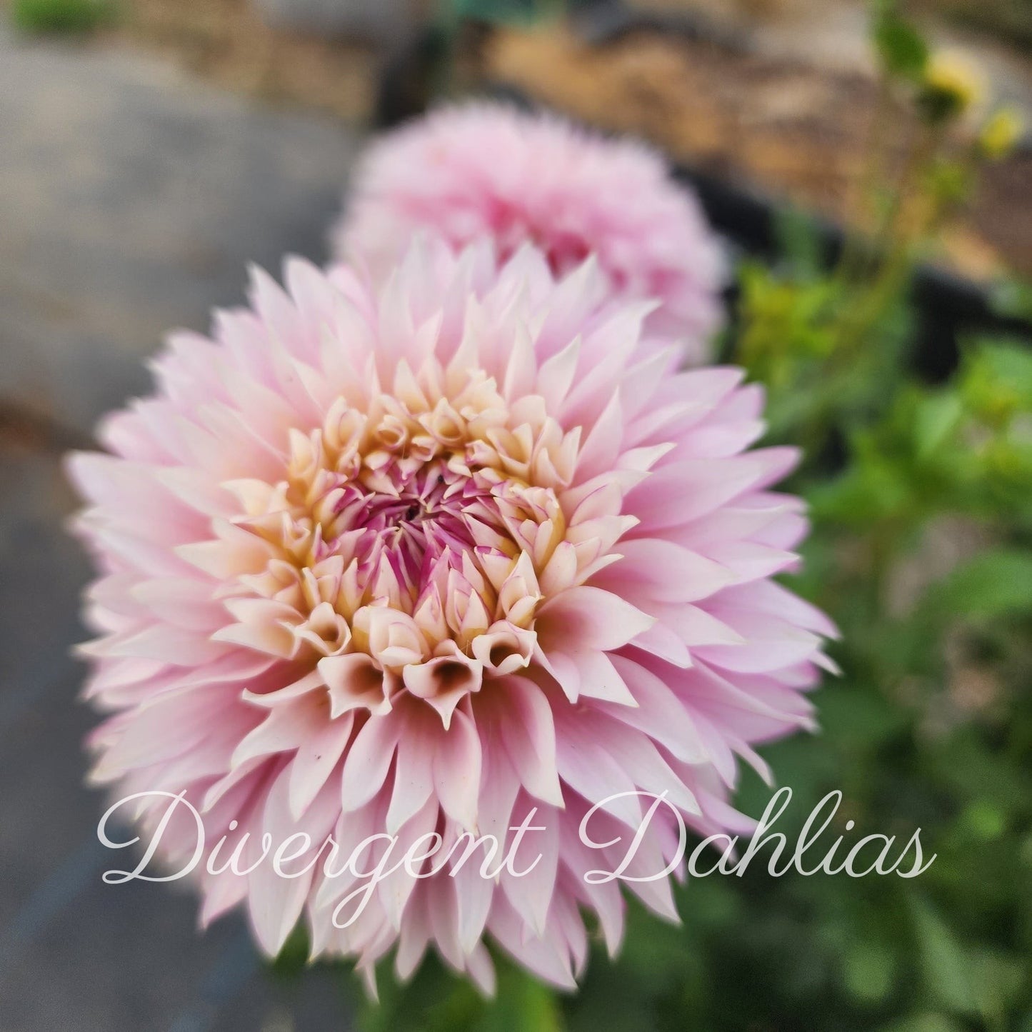 Hollyhill Pinkie
