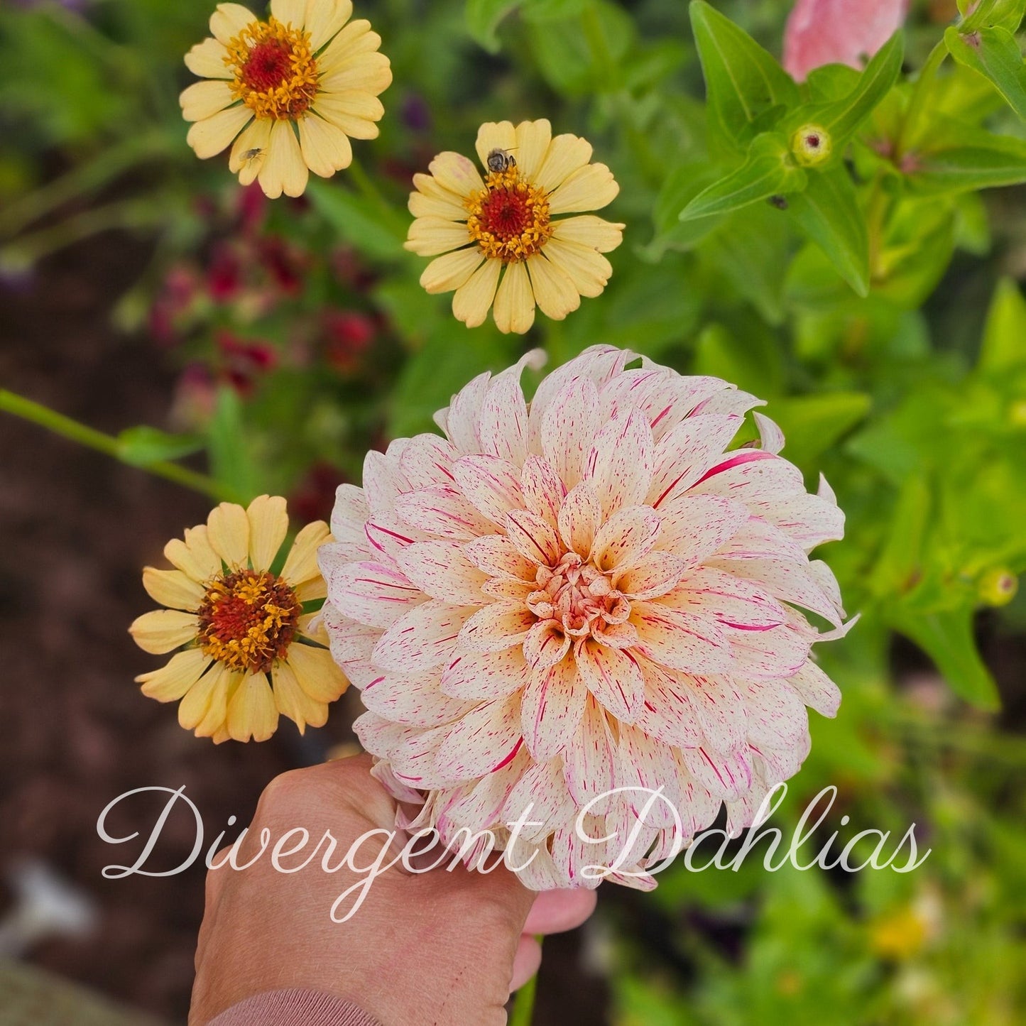 Divergent's Unnamed Seedling