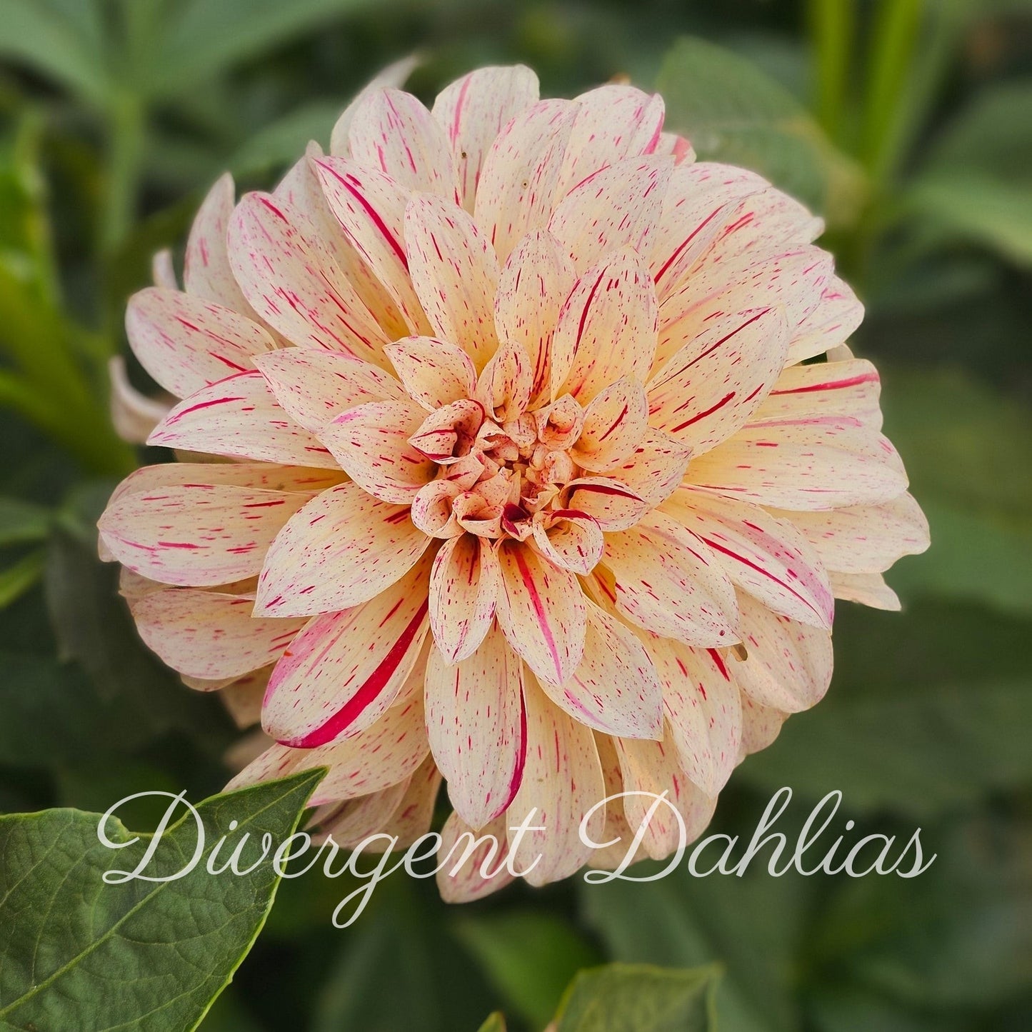Divergent's Unnamed Seedling