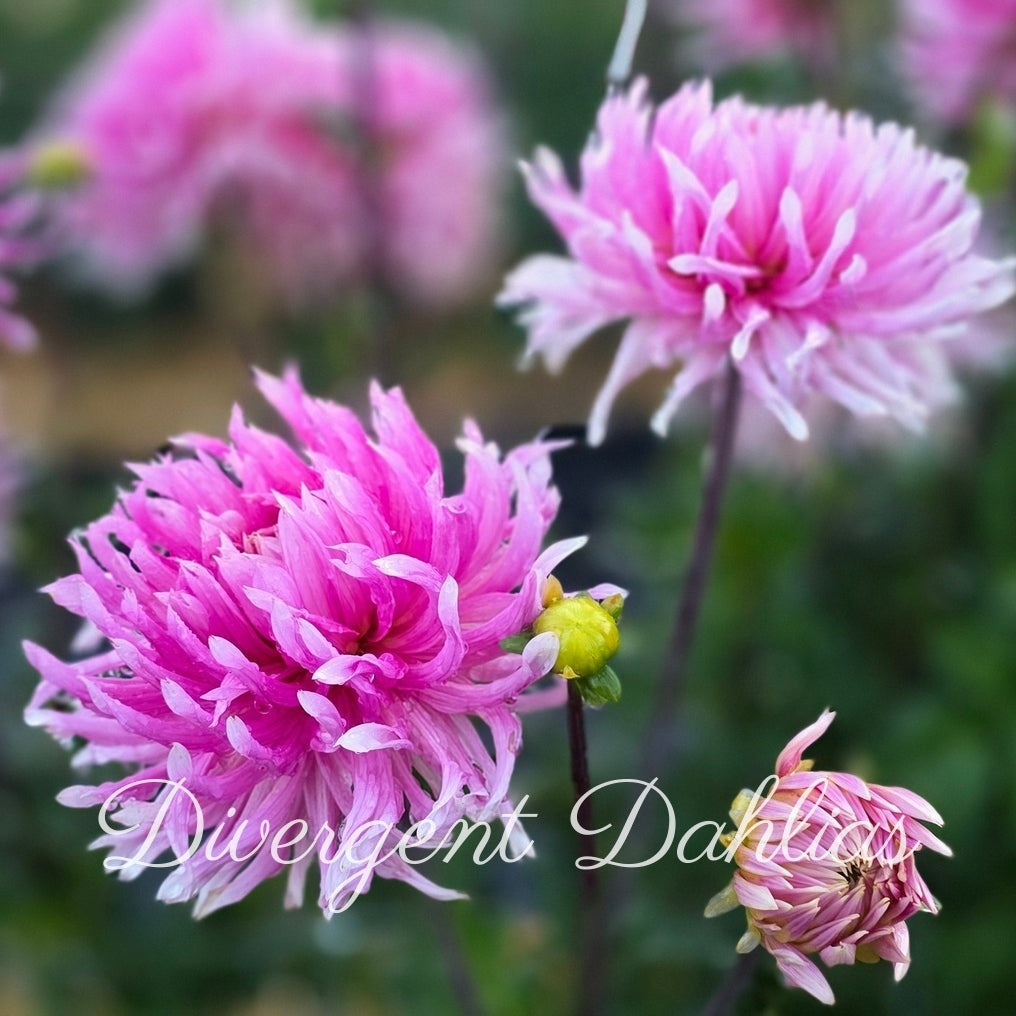 Hollyhill Cotton Candy