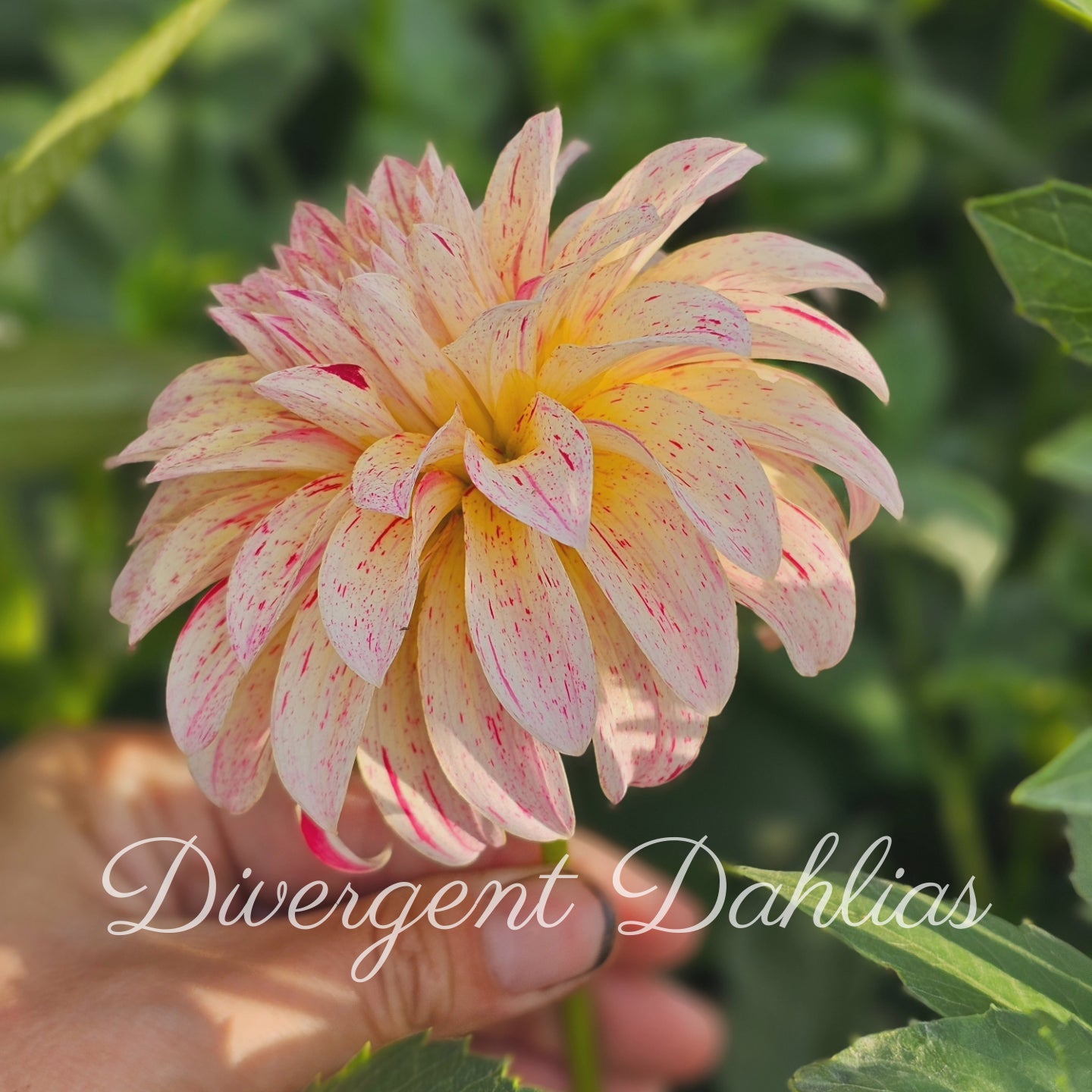 Divergent's Unnamed Seedling
