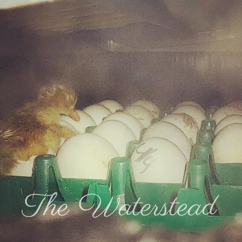 Saxony Duck Hatching Eggs - 1 Dozen
