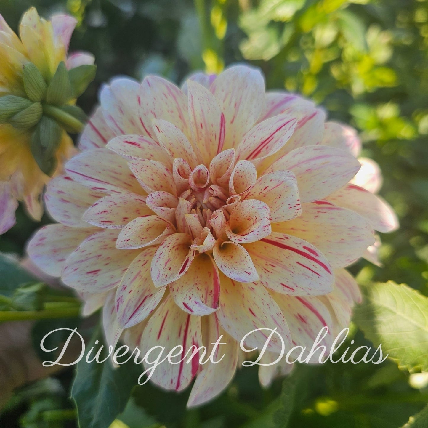 Divergent's Unnamed Seedling