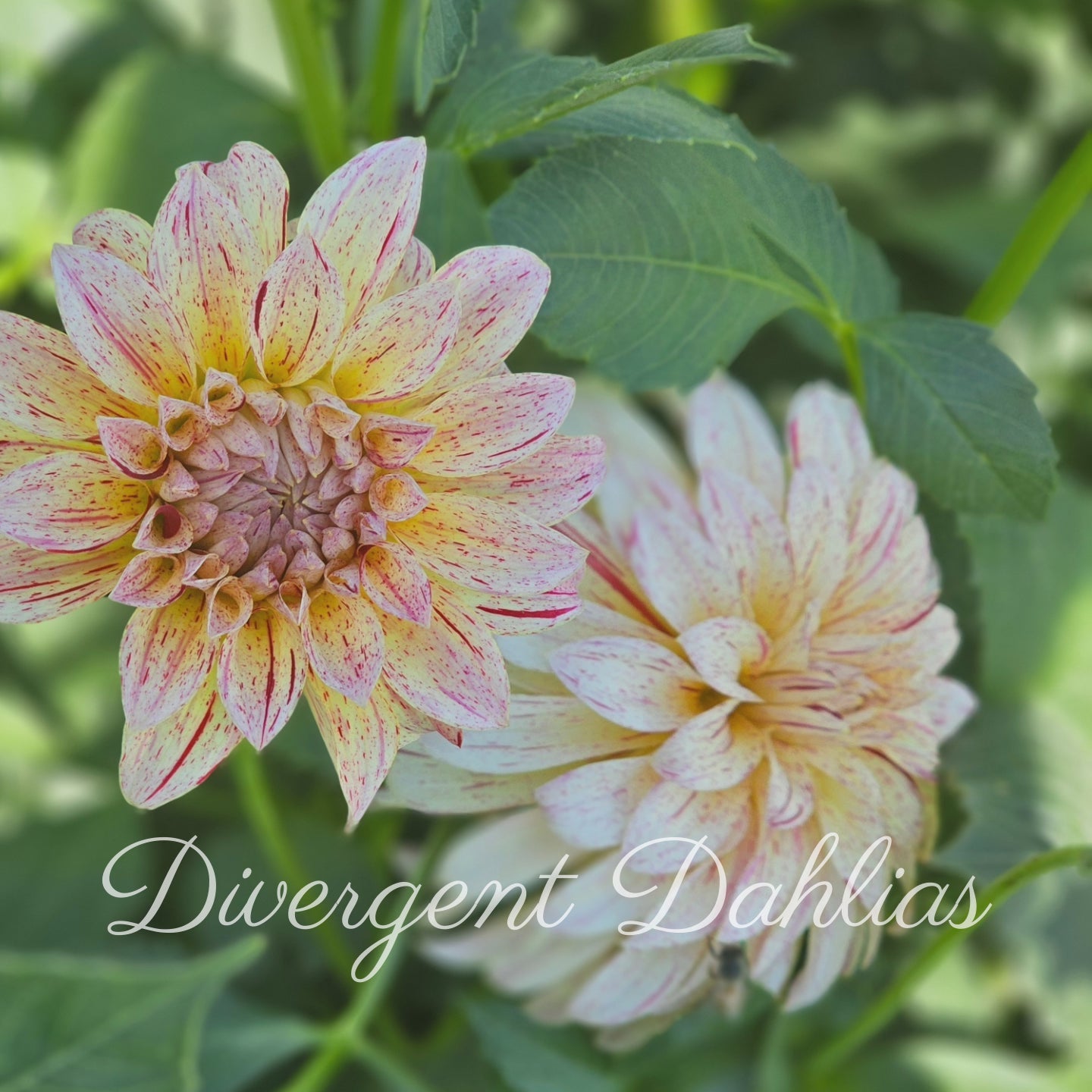 Divergent's Unnamed Seedling