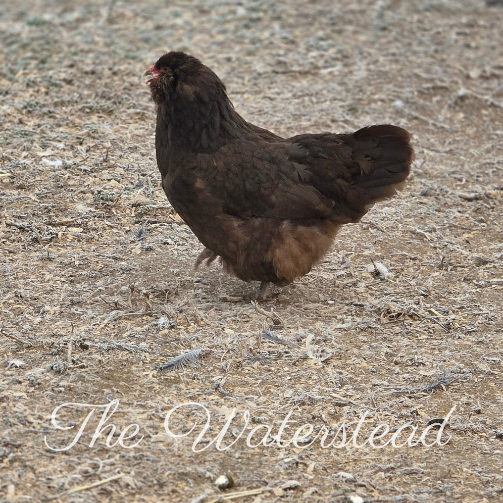 Chocolate Ameraucana PULLET Chick