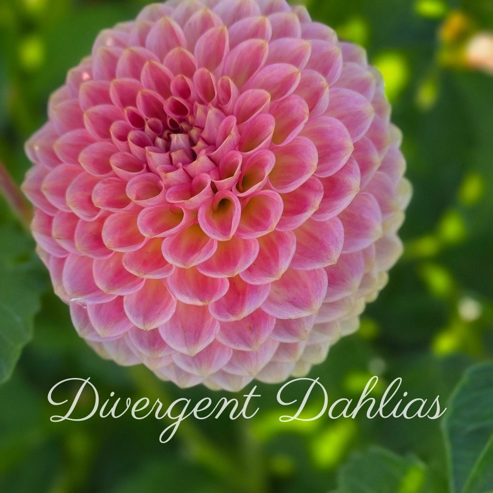 20th Ave Softer Peach