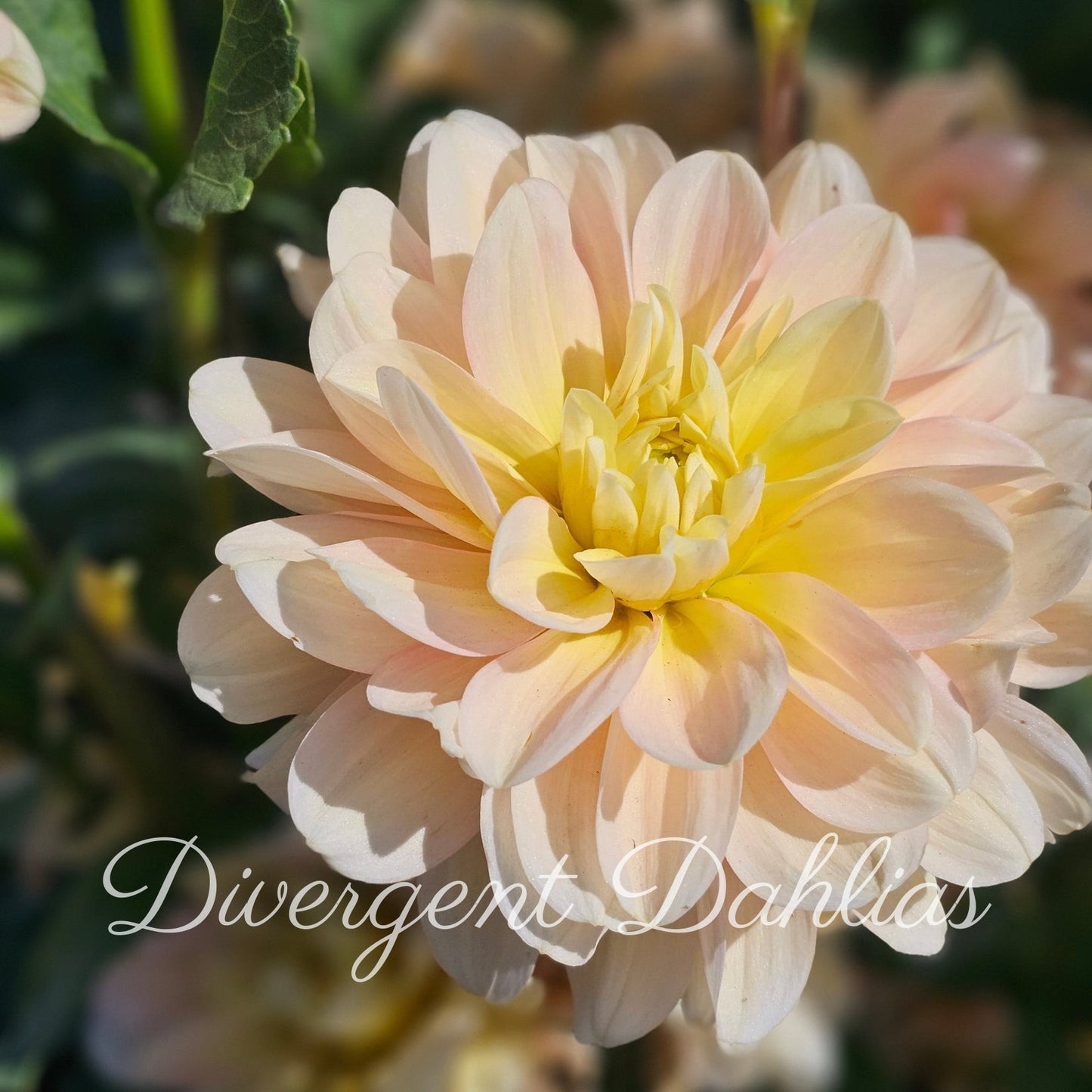 Day Dreamer
