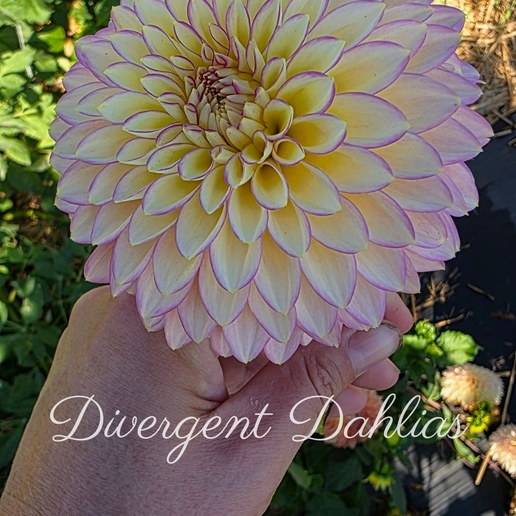 Bloomquist Blush