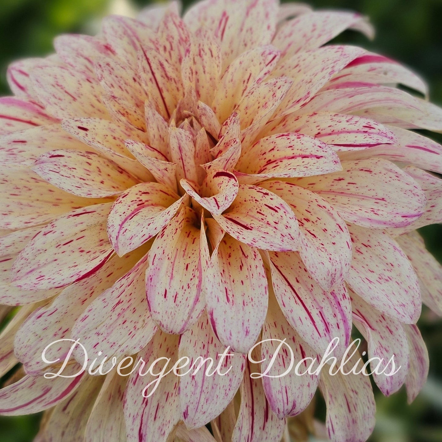 Divergent's Unnamed Seedling