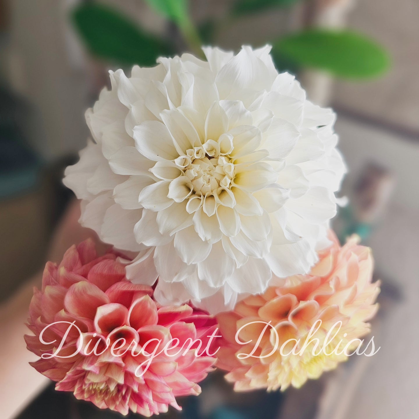 Irish Ruffles