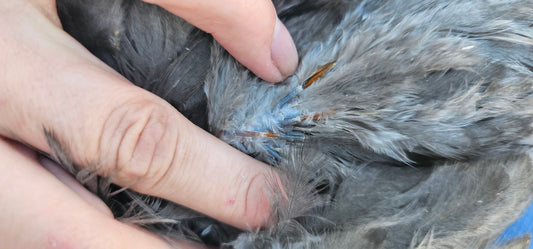 My Tips for Sexing Chickens