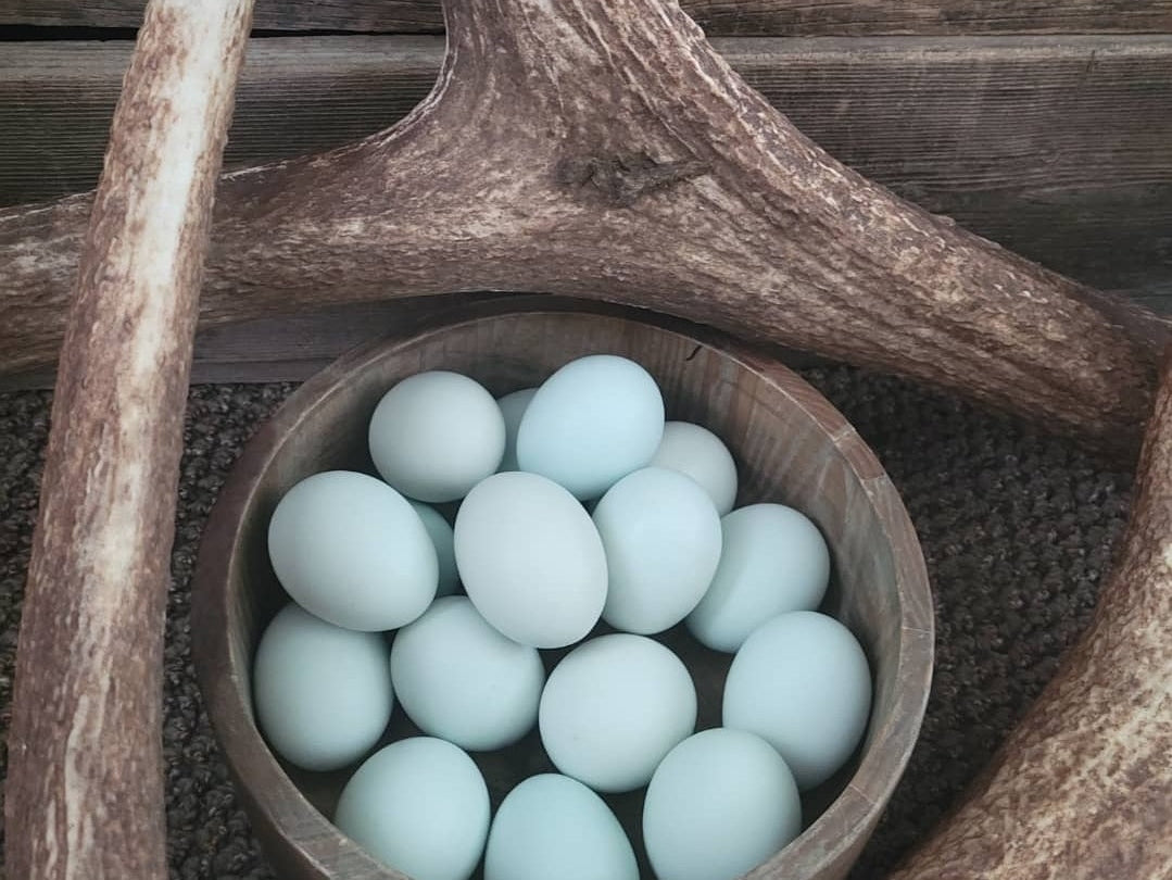 DNA Testing for the Blue Egg Gene