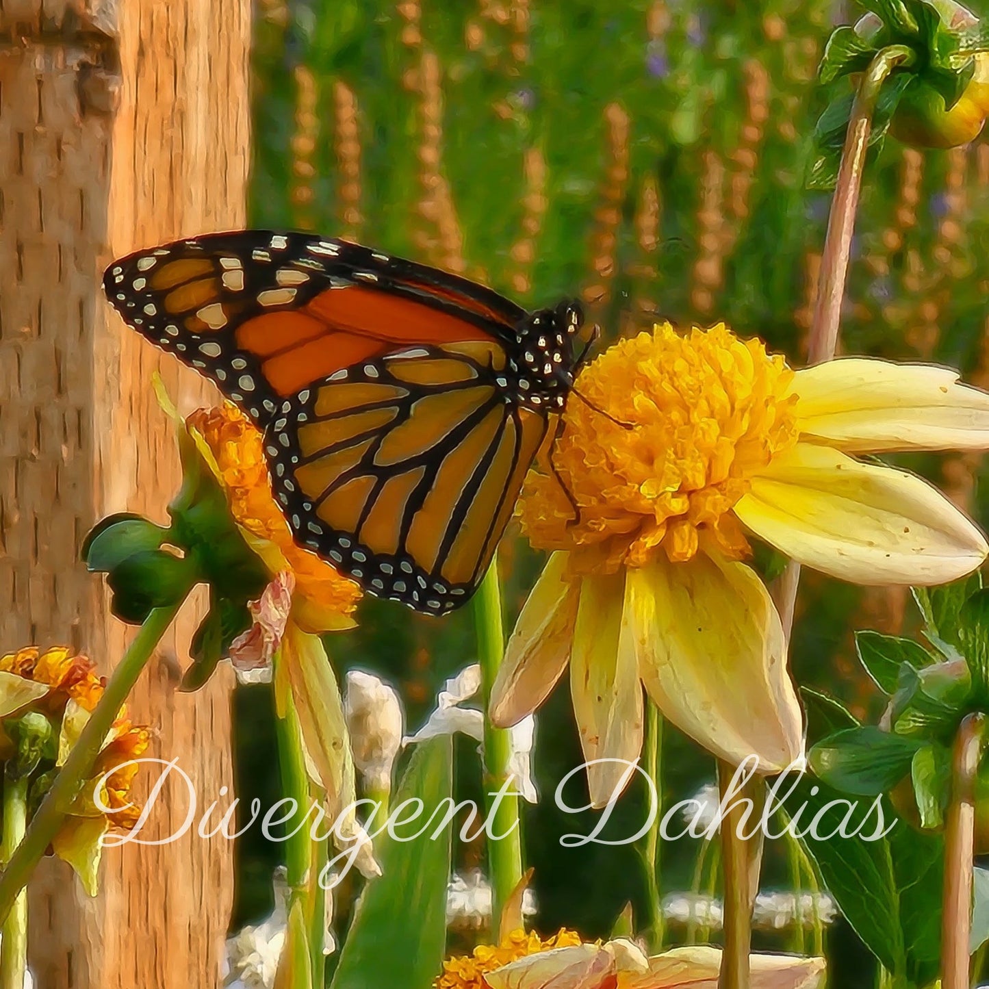 Dahlia Seeds