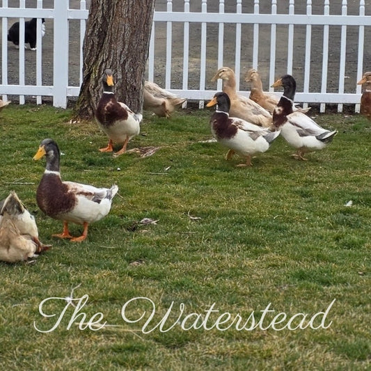 Started Saxony Duck (Show/Breeder Quality FEMALE)