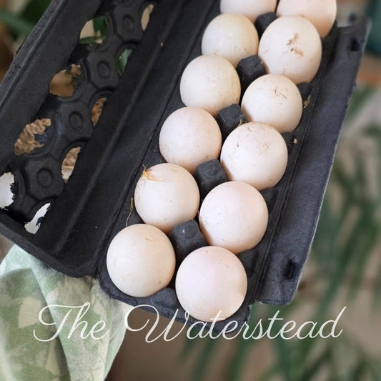 Saxony Duck Hatching Eggs - 1 Dozen