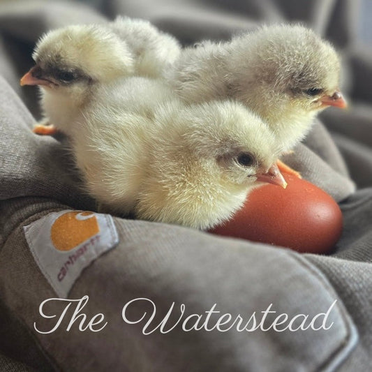 Splash Copper Marans Chick (STRAIGHT RUN)