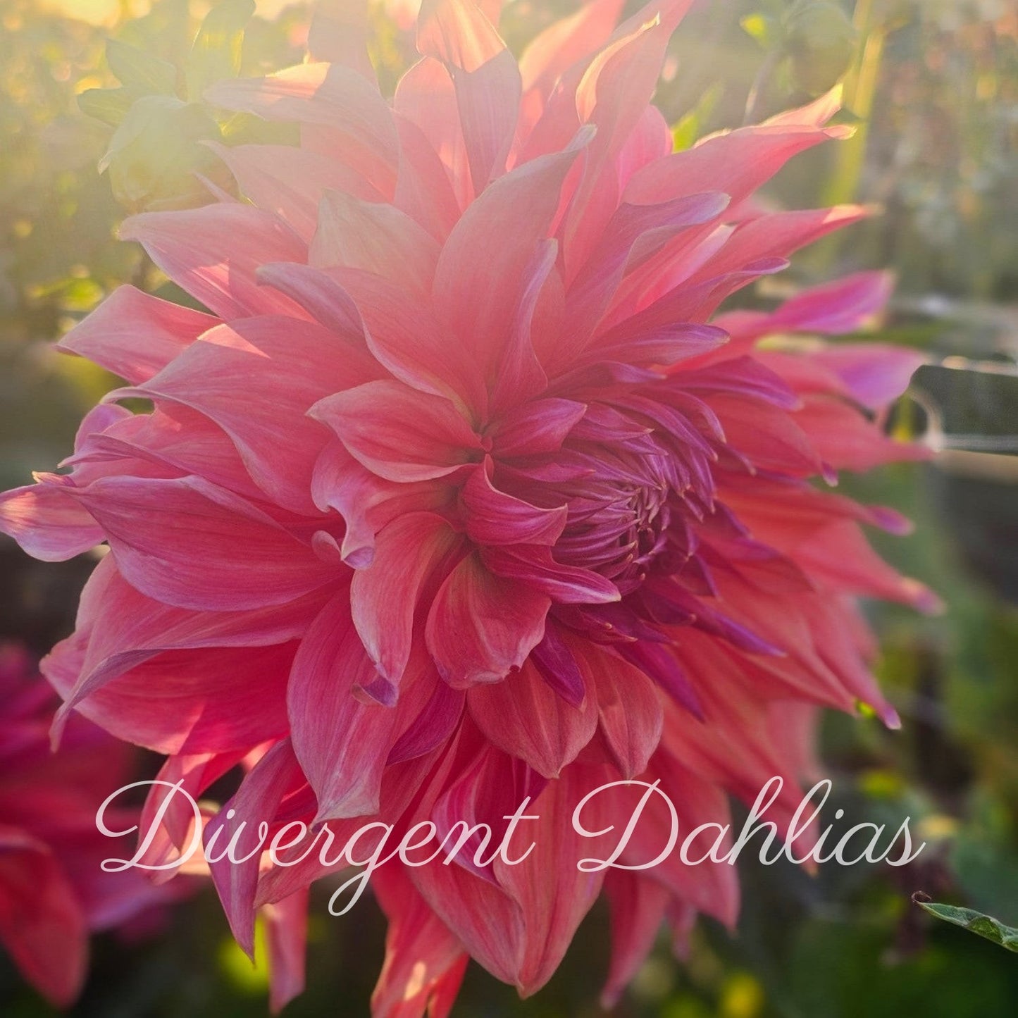 Penhill Dark Monarch