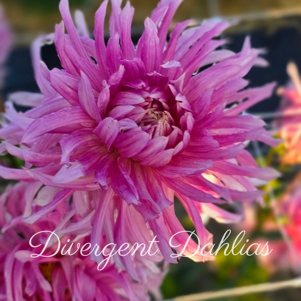 Hollyhill Cotton Candy