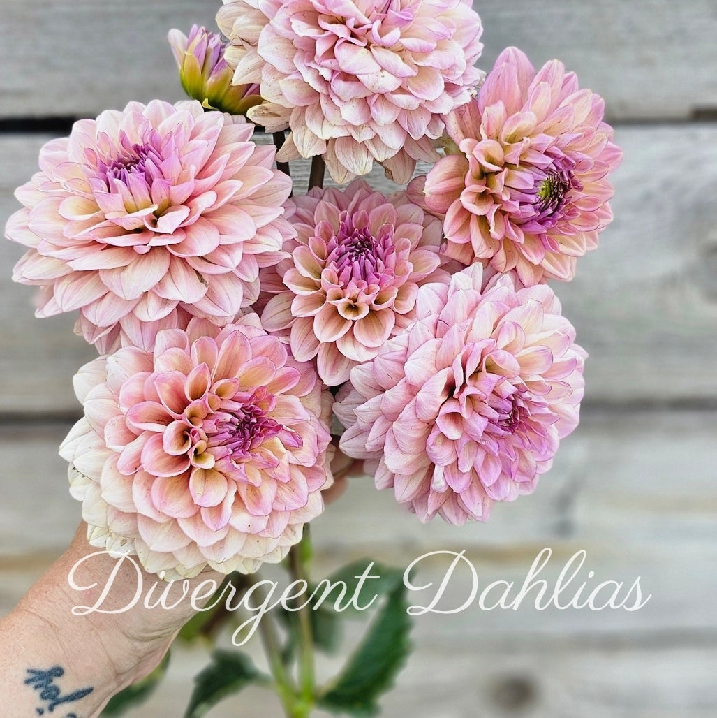 Divergent's Made New