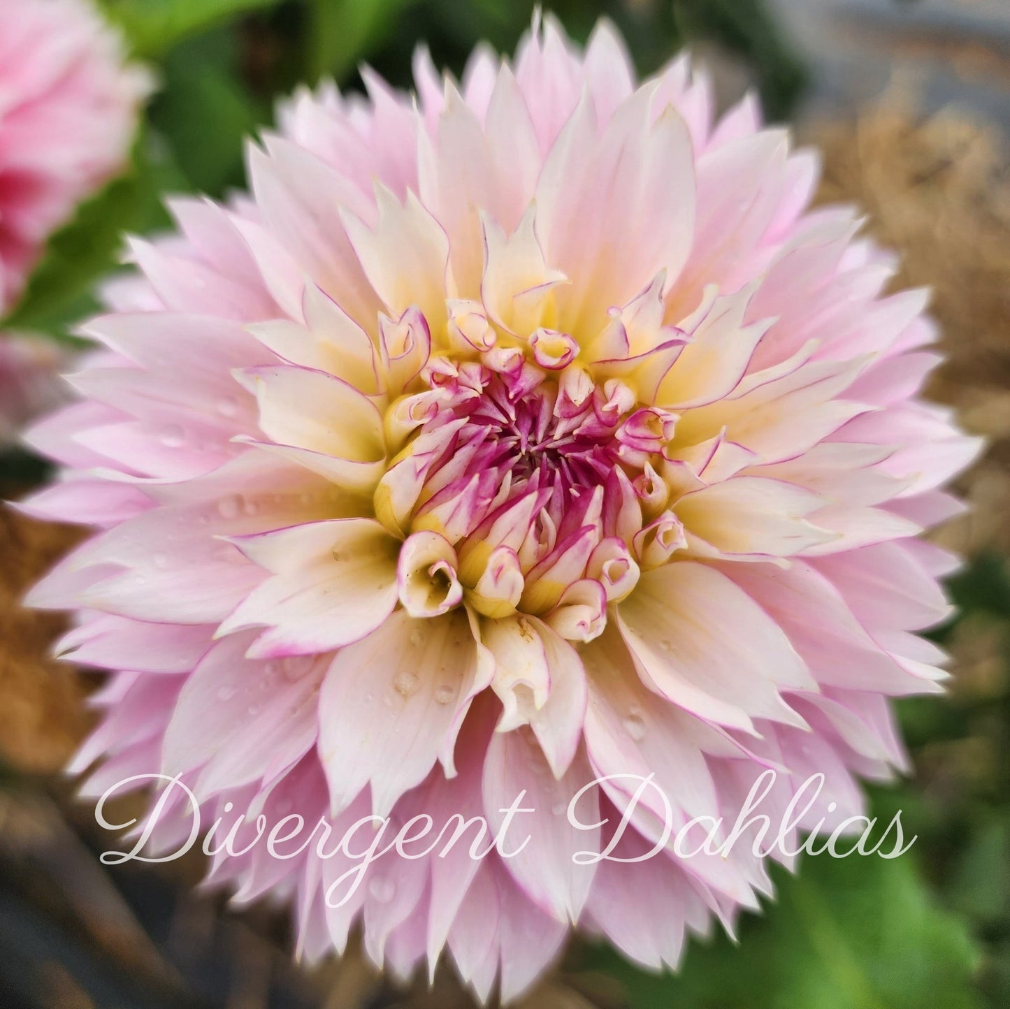 Hollyhill Pinkie