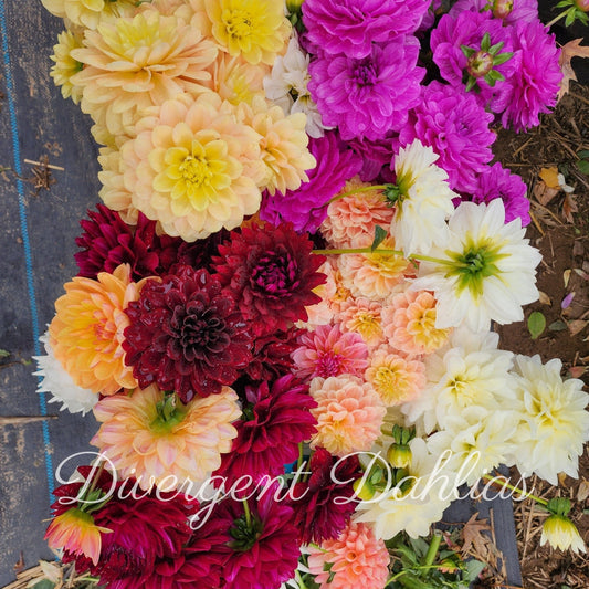 Bloom Bucket of Dahlias