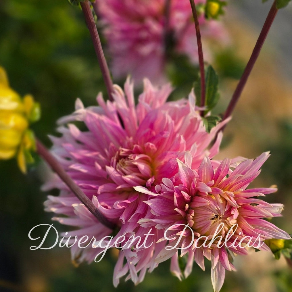 Hollyhill Cotton Candy