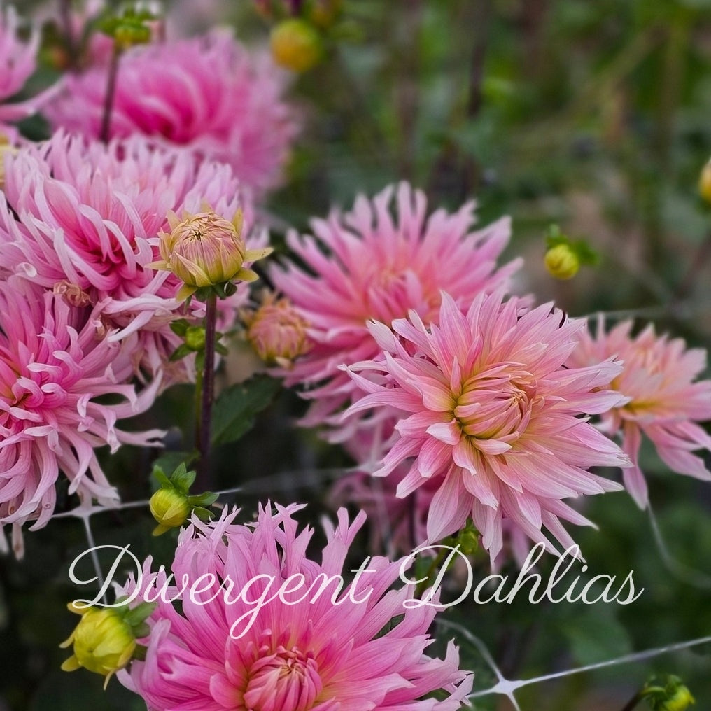 Hollyhill Cotton Candy