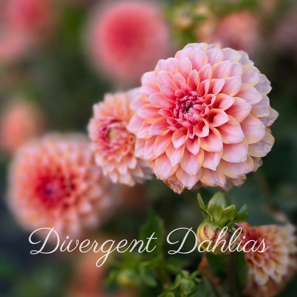 Hollyhill Orange Ice