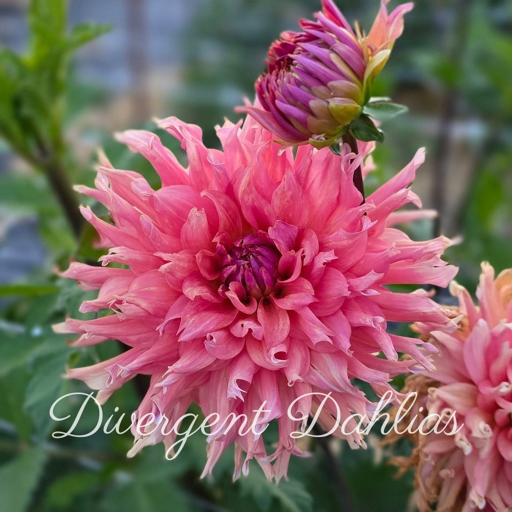 Terracotta (BOGO free)