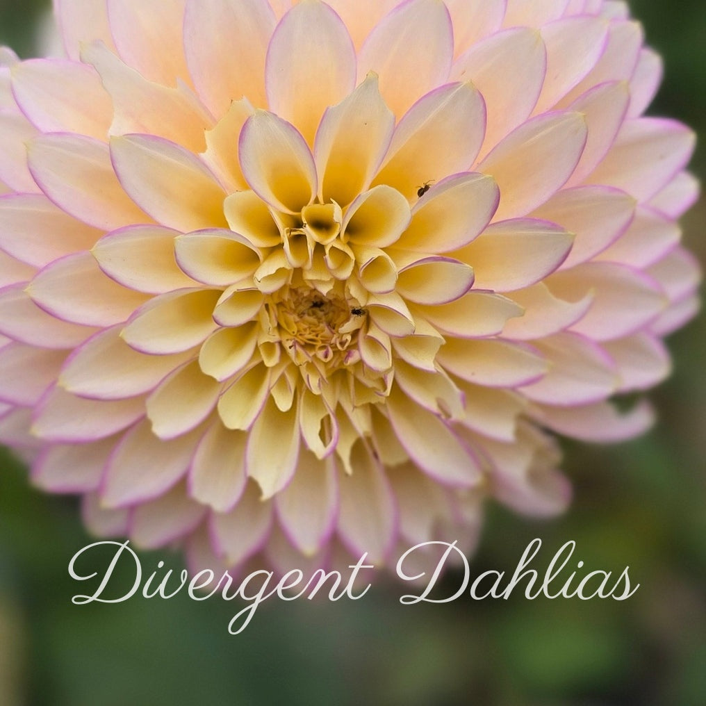 Bloomquist Blush