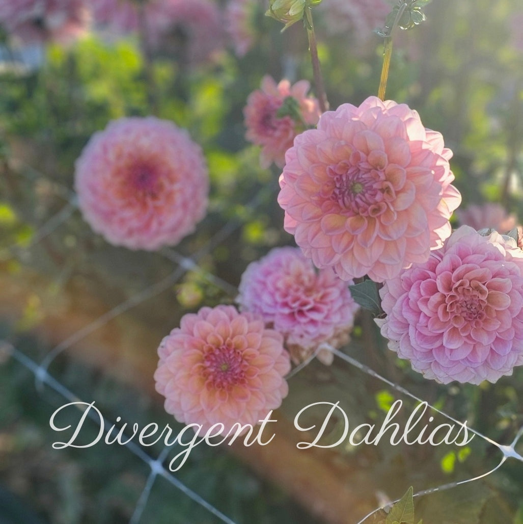 Divergent's Made New