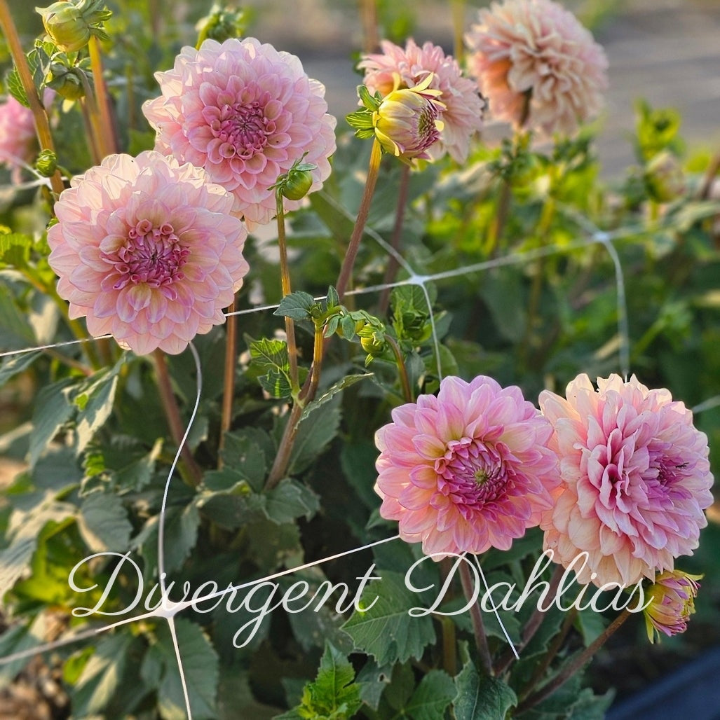 Divergent's Made New