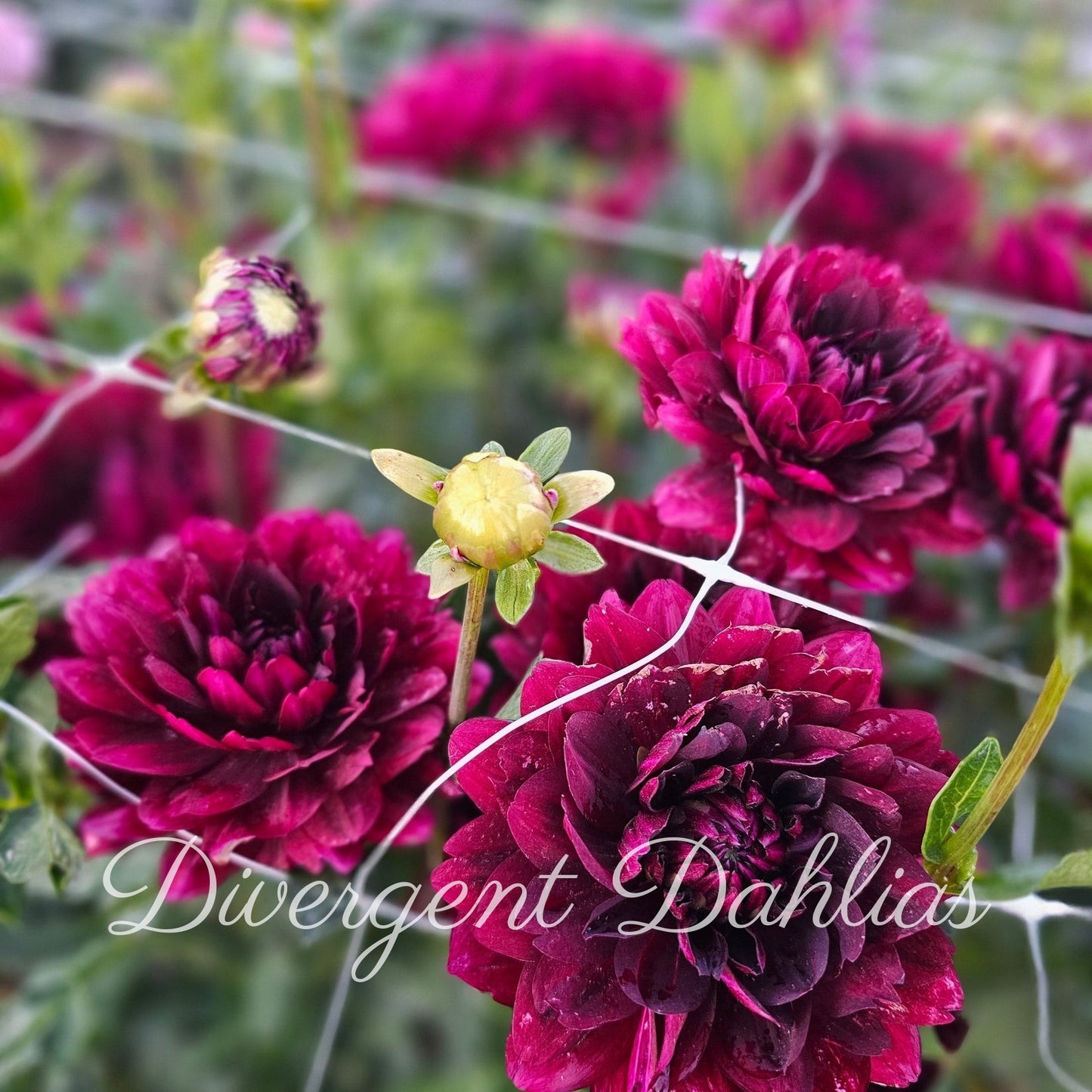 Hollyhill Black Widow