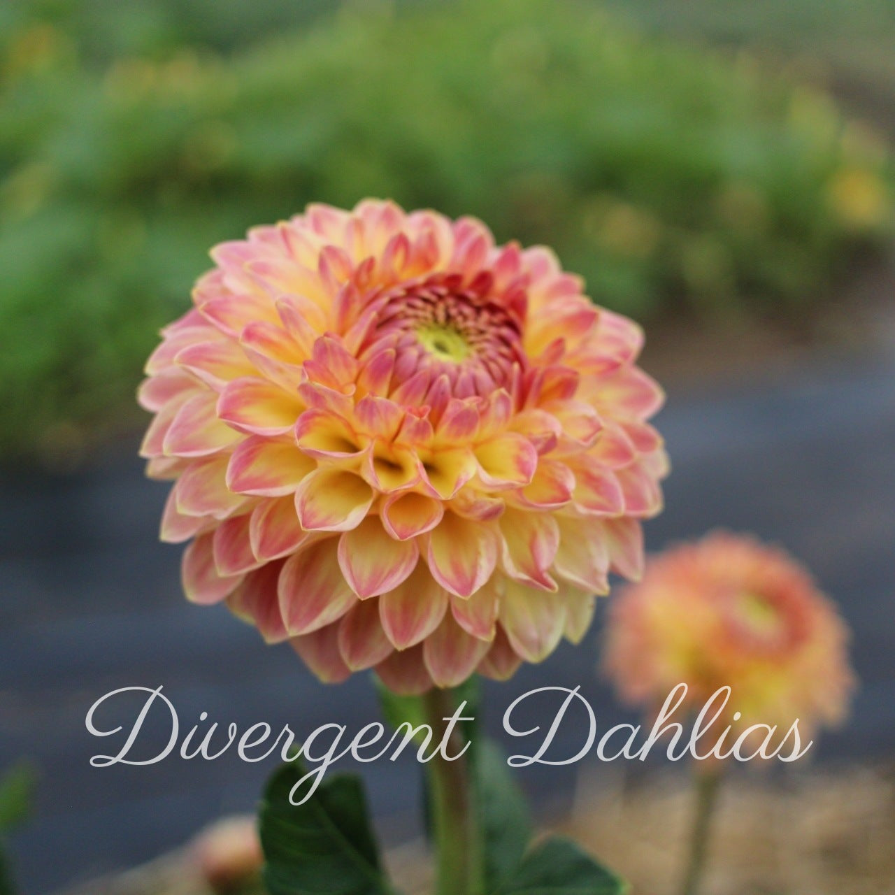 Blyton Softer Gleam