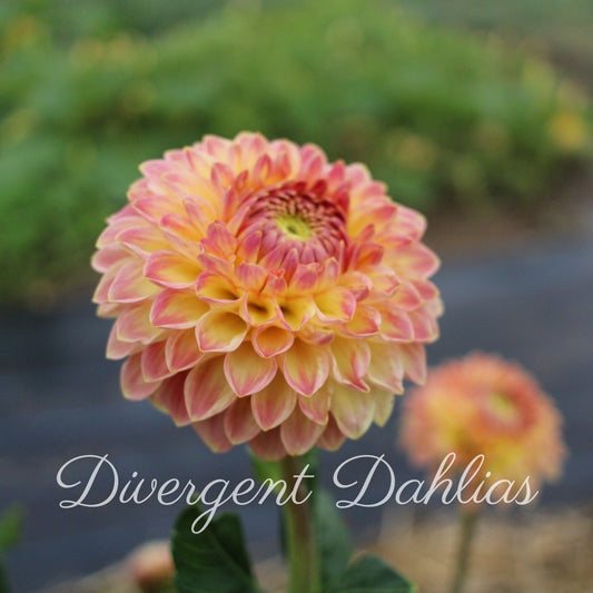 Blyton Softer Gleam