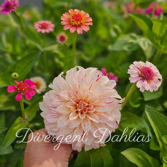 Divergent's Unnamed Seedling