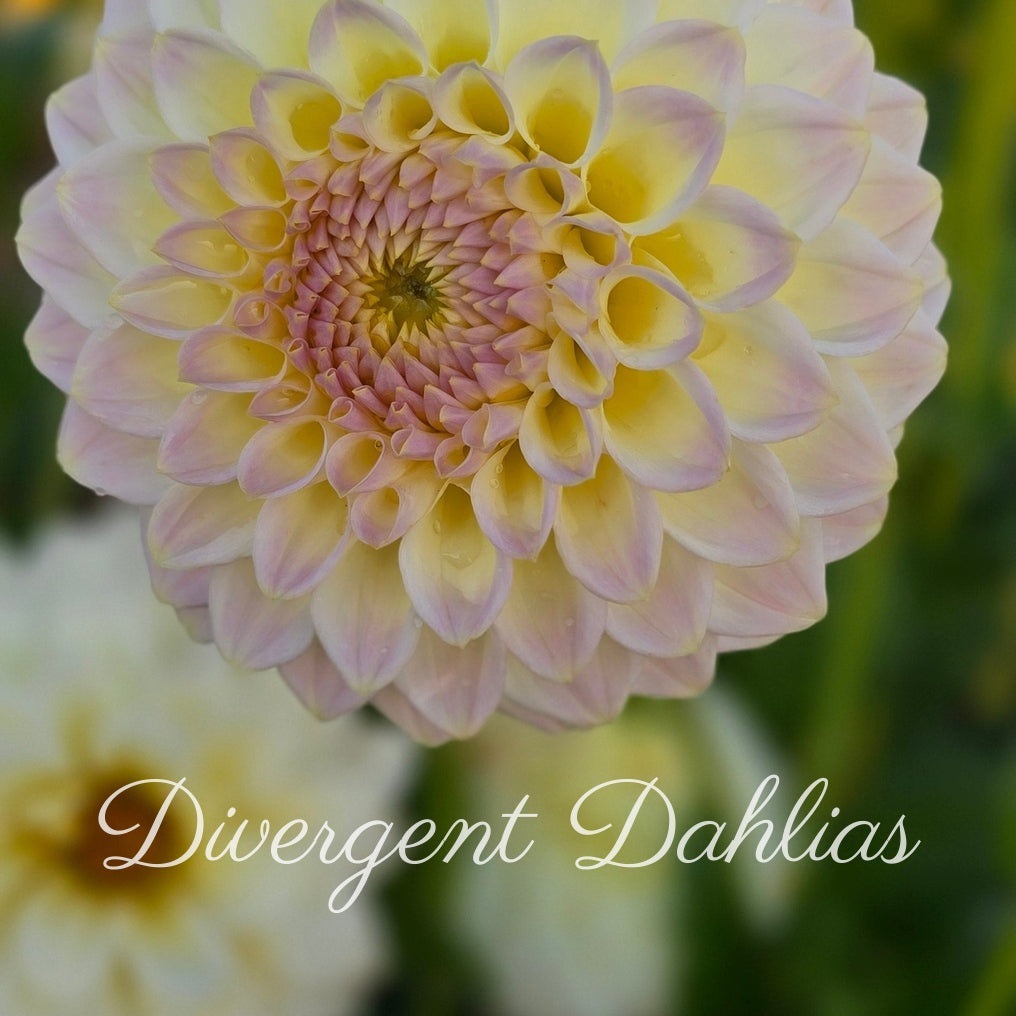 Cream Diane – Divergent Dahlias
