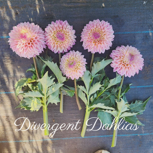 Dahlias By The Stem