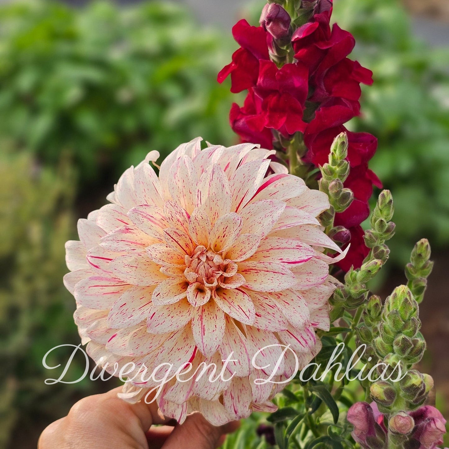 Divergent's Unnamed Seedling