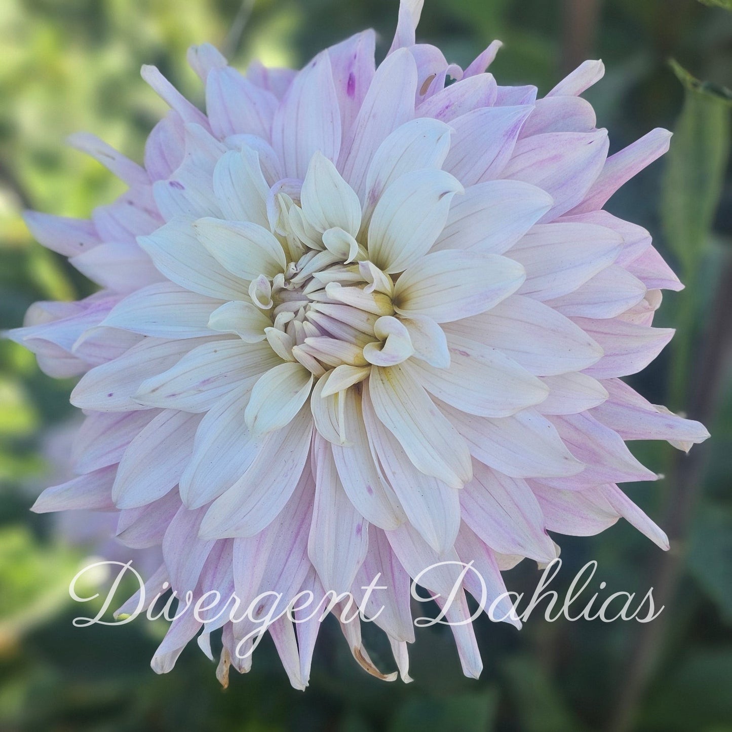 Pink Petticoat
