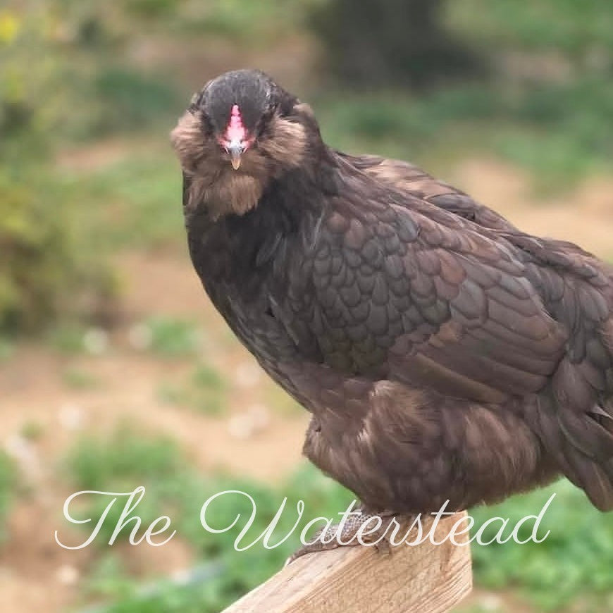 Chocolate Ameraucana PULLET Chick