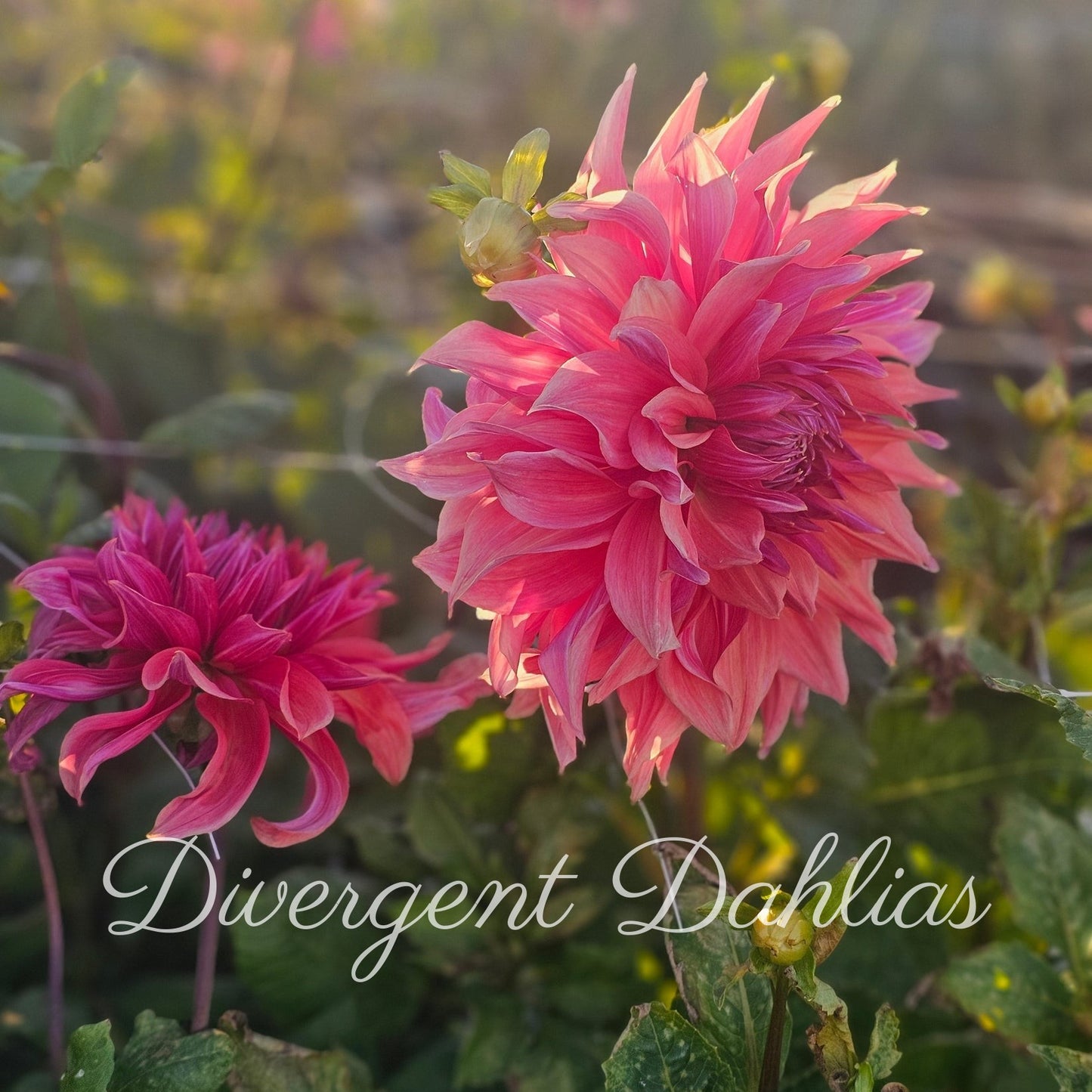 Penhill Dark Monarch