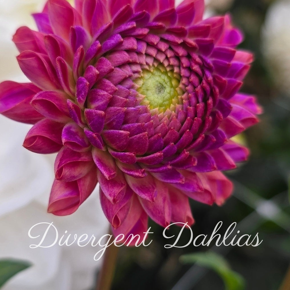 Caitlyn's Joy